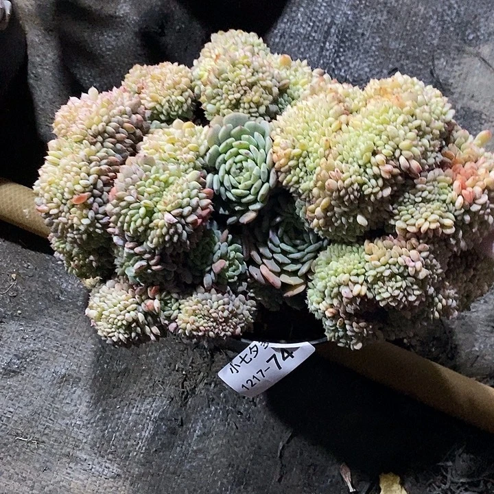 人***得小七夕多肉白胖子缀74