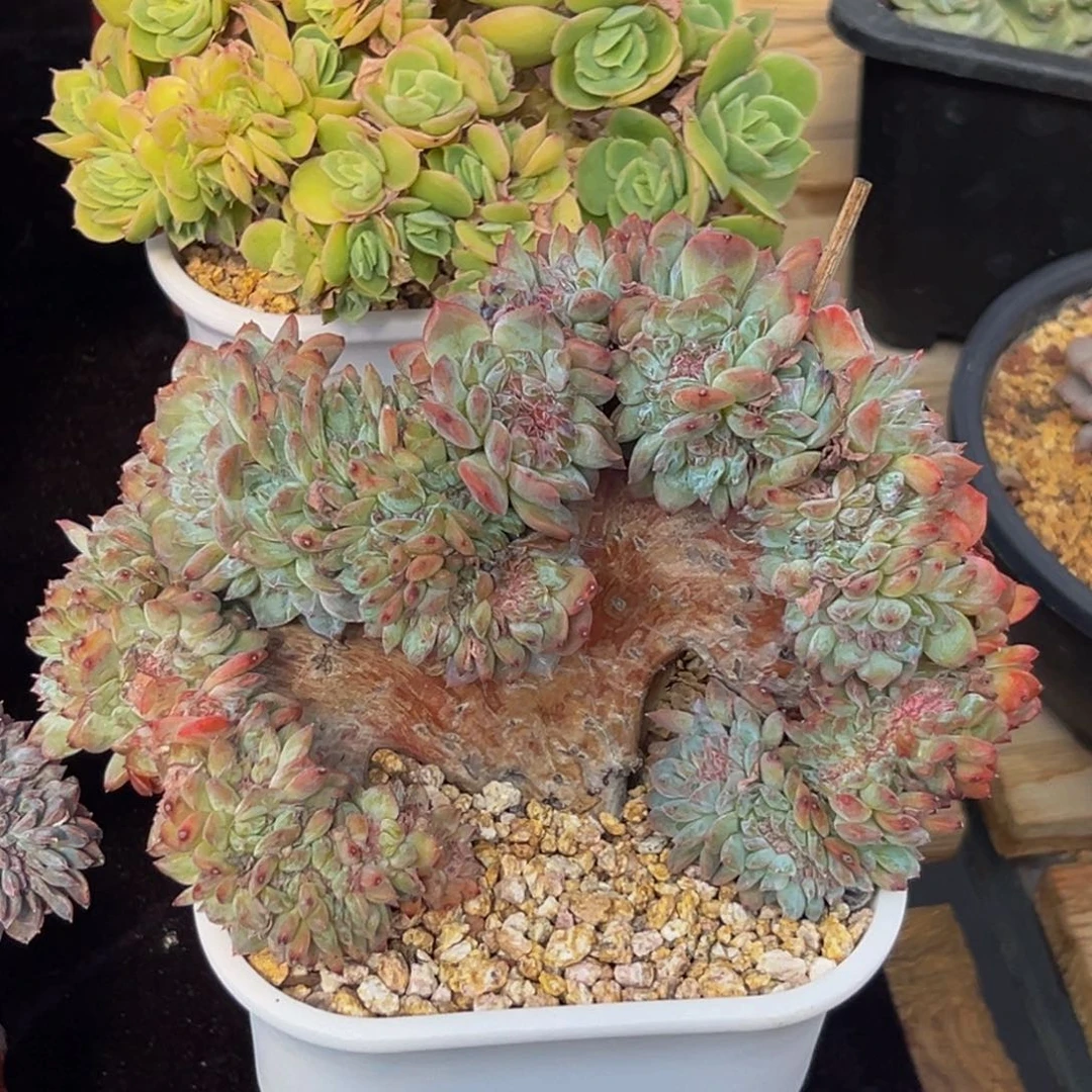 新年快乐 新年快乐