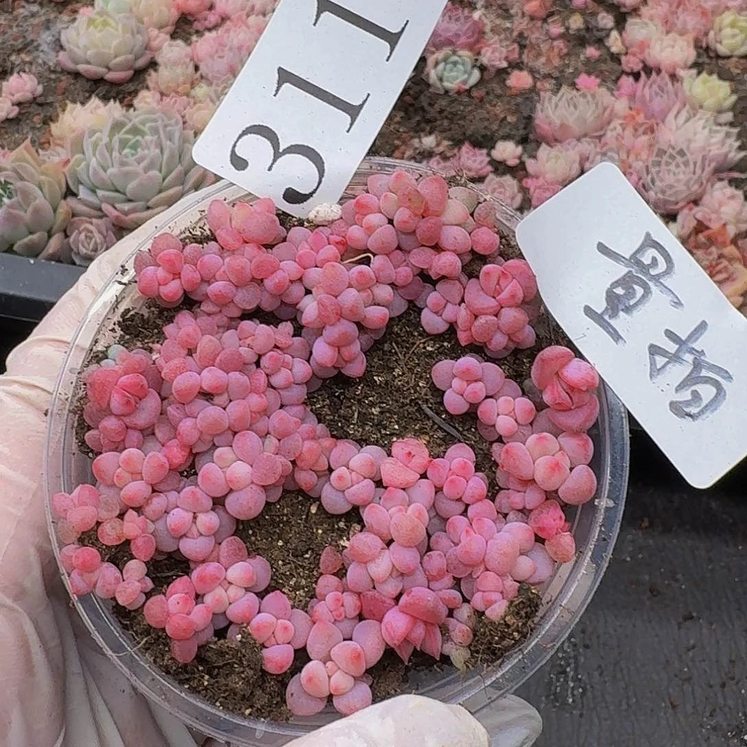 多肉植物多肉植物311量拍