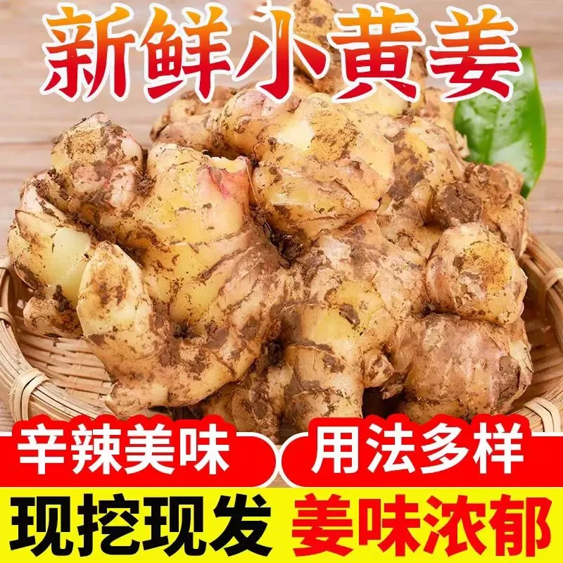 （智富惠农）云南小黄姜新鲜老姜沙姜仔姜月子姜南姜农家现挖干姜生姜