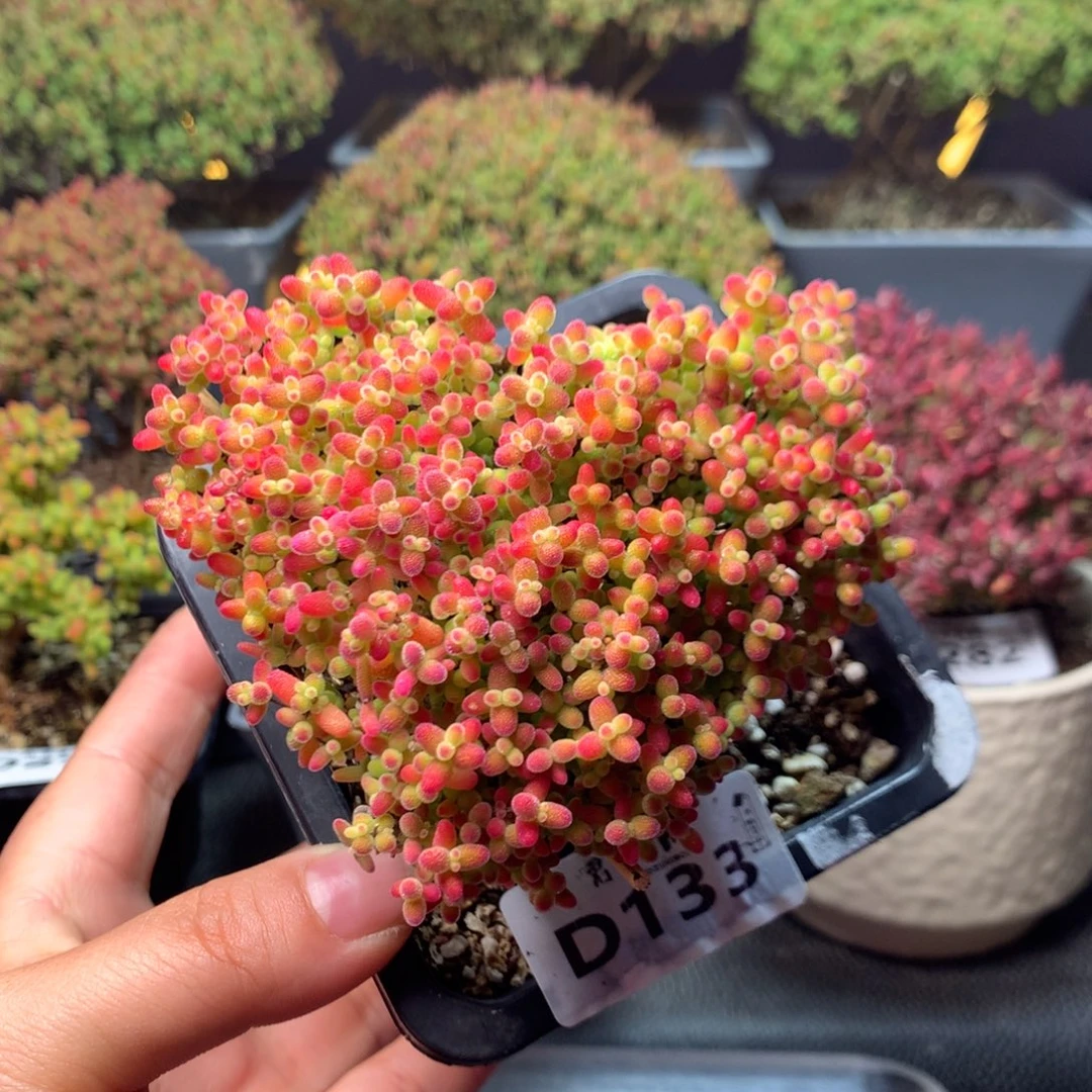 张***蓝133蜜橘糖球