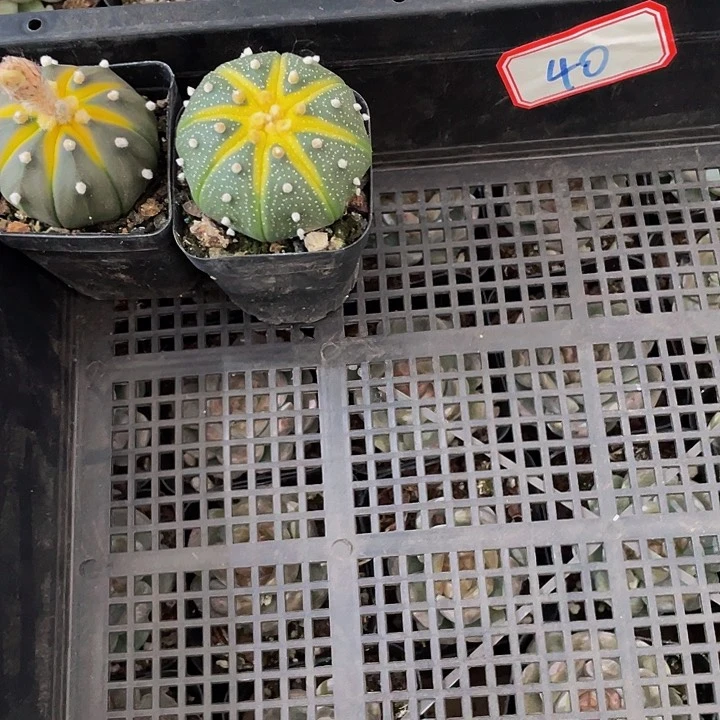 l****140号筐带盆土发货