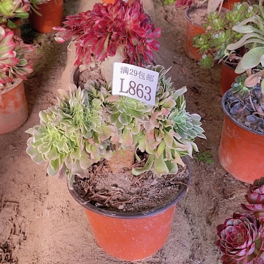 863绿豆沙多肉植物