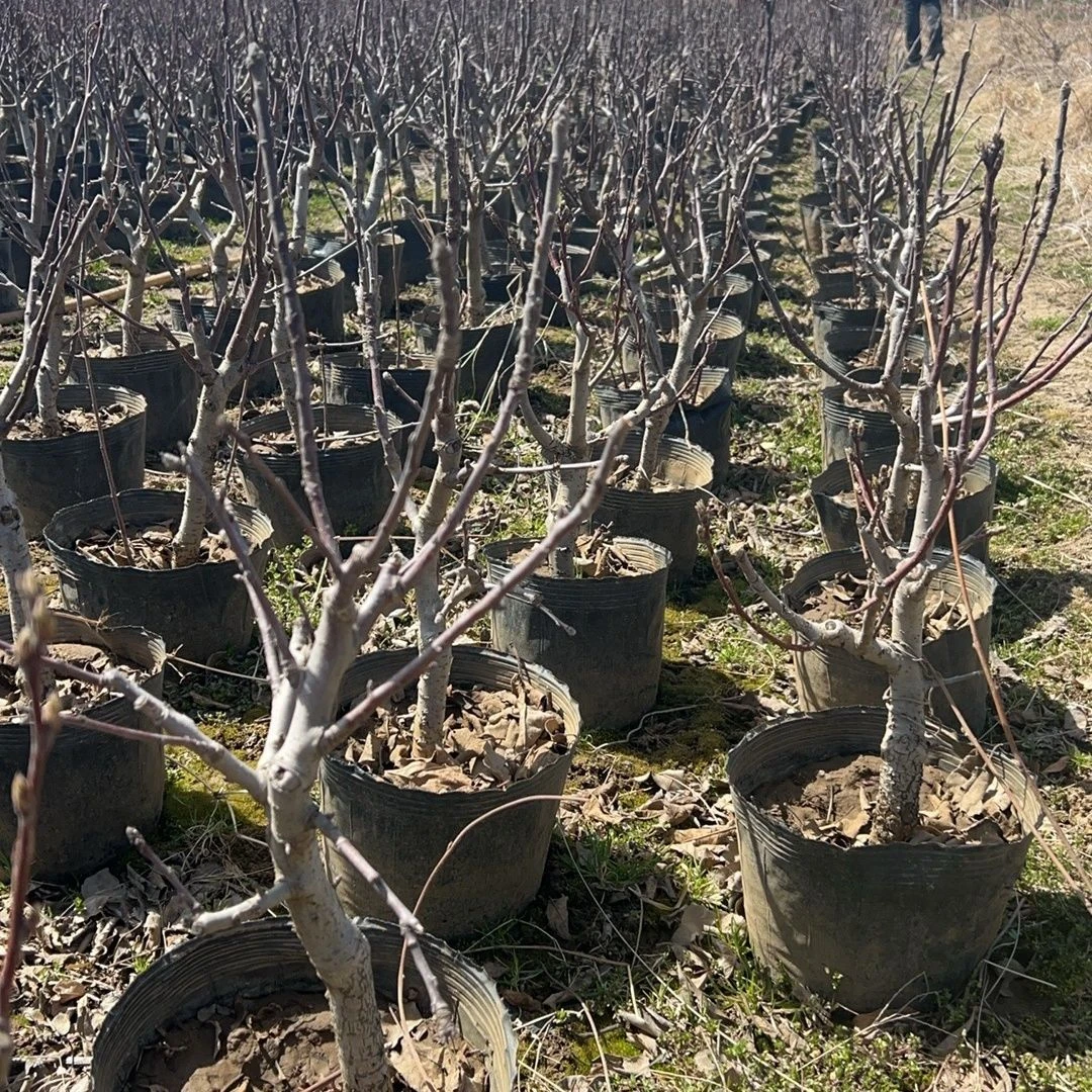 一物一拍苹果盆栽老桩庭院植物带花芽耐寒好养室内绿植