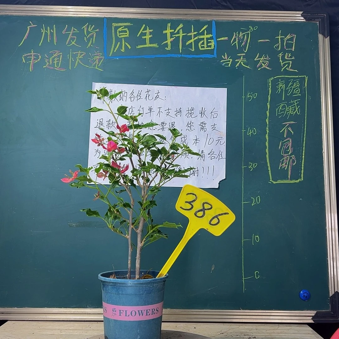 当前无花栽培后可以开花  双杆  黑美人 386