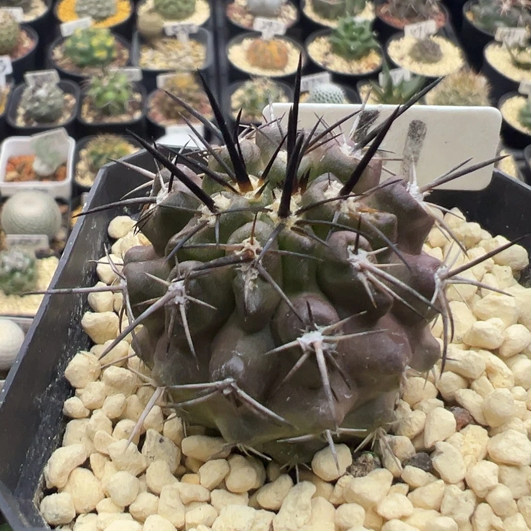 061黑闪玉实生仙人球