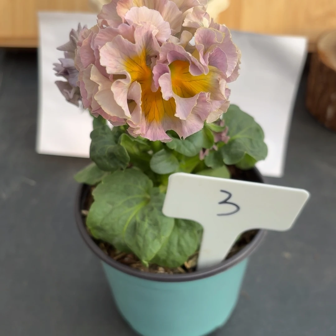 完全开放洛可可礼服3