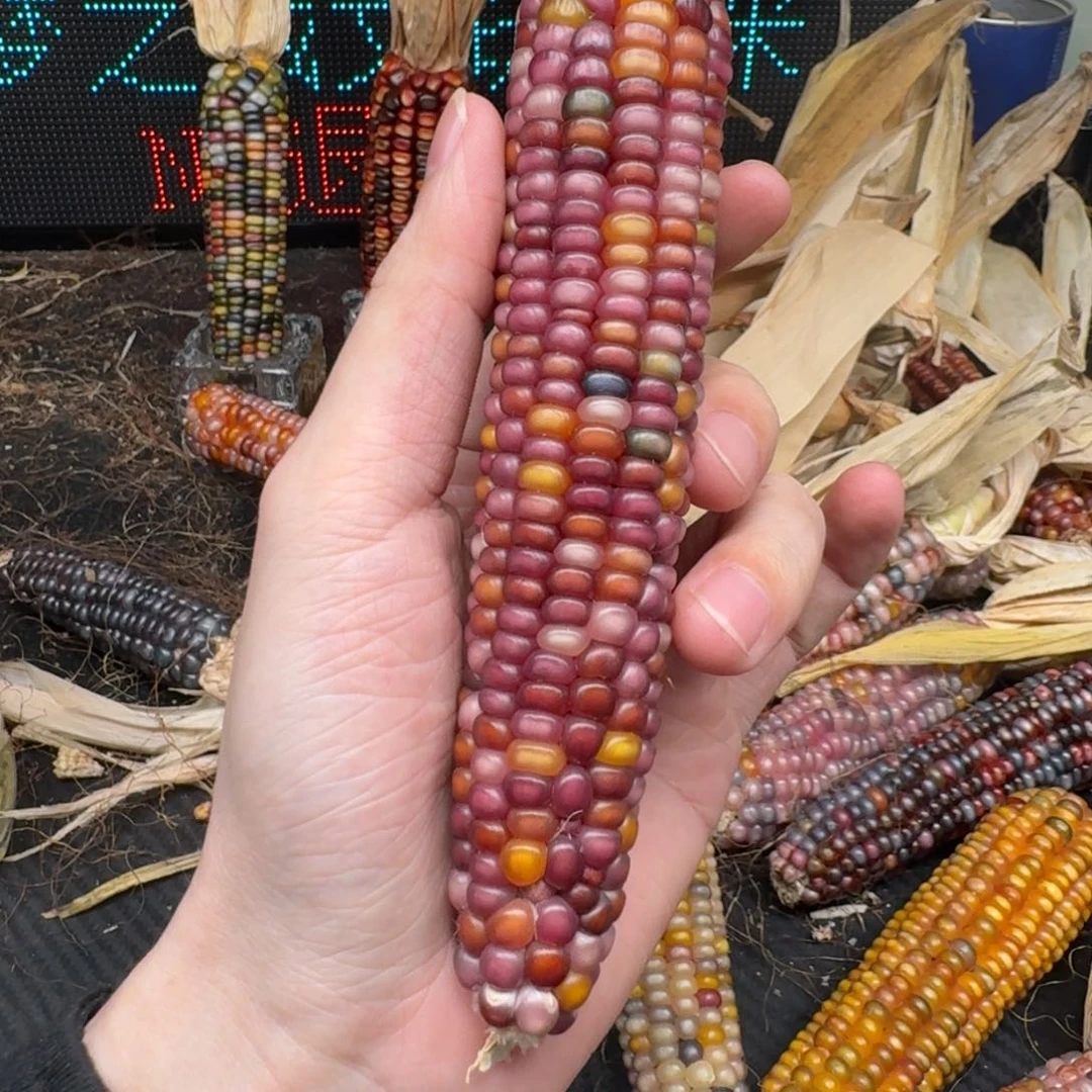 柏香籽/百香籽吊坠?****?