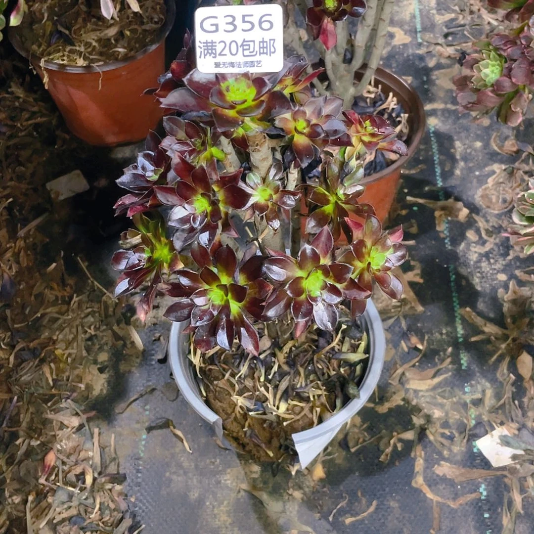 新****念356黑法师多肉小损不包