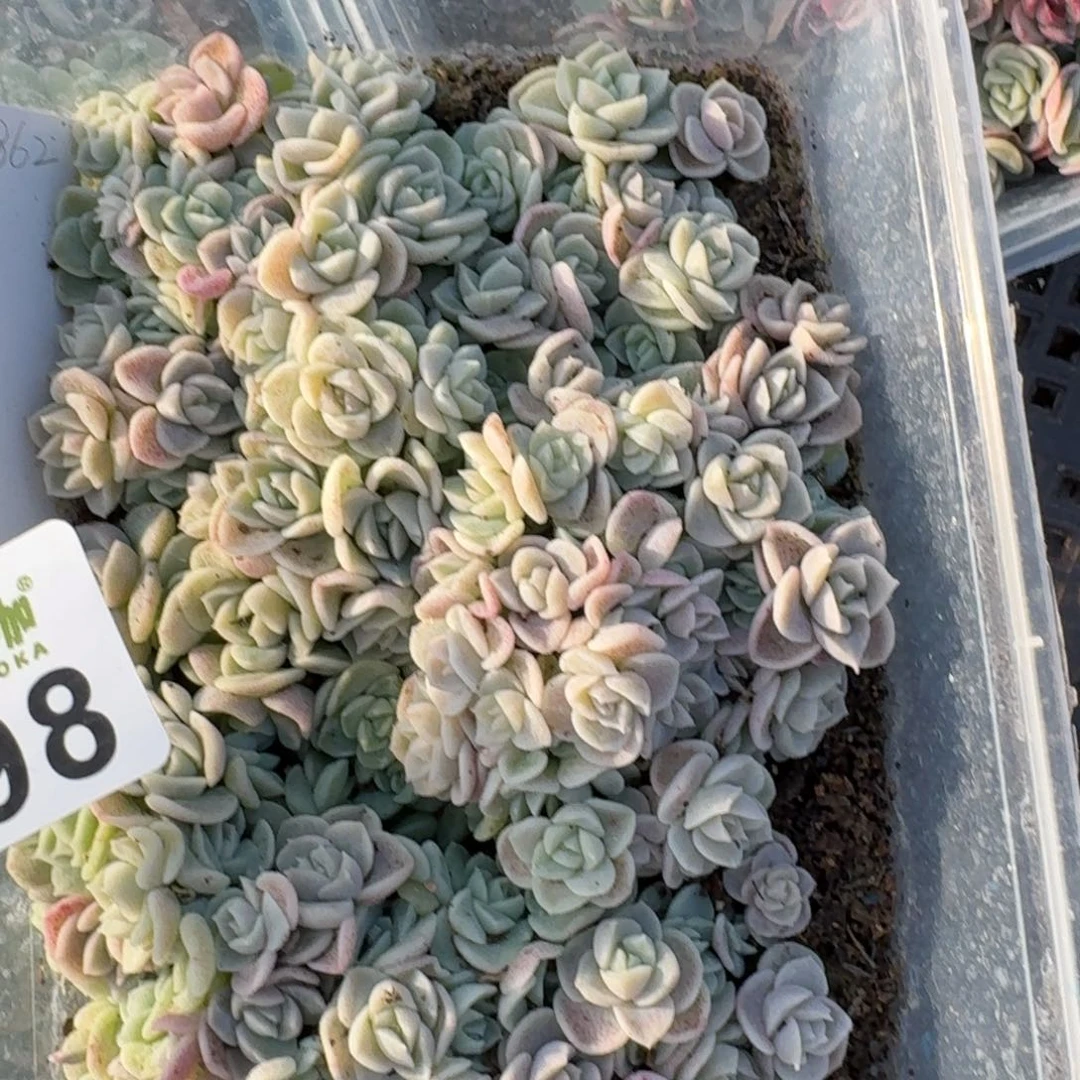 多肉植物多肉植物