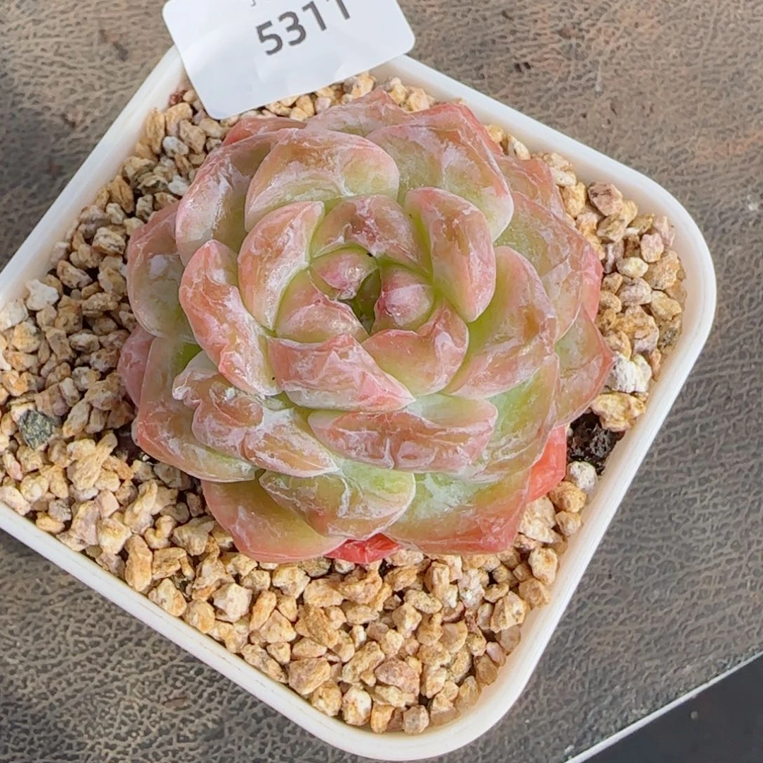 霜花珍妮石化，5311多肉植物