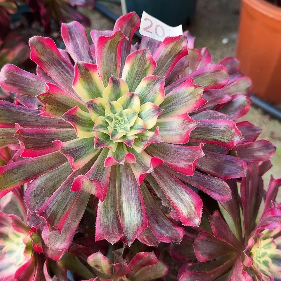 E***g多肉植物法师波斯207