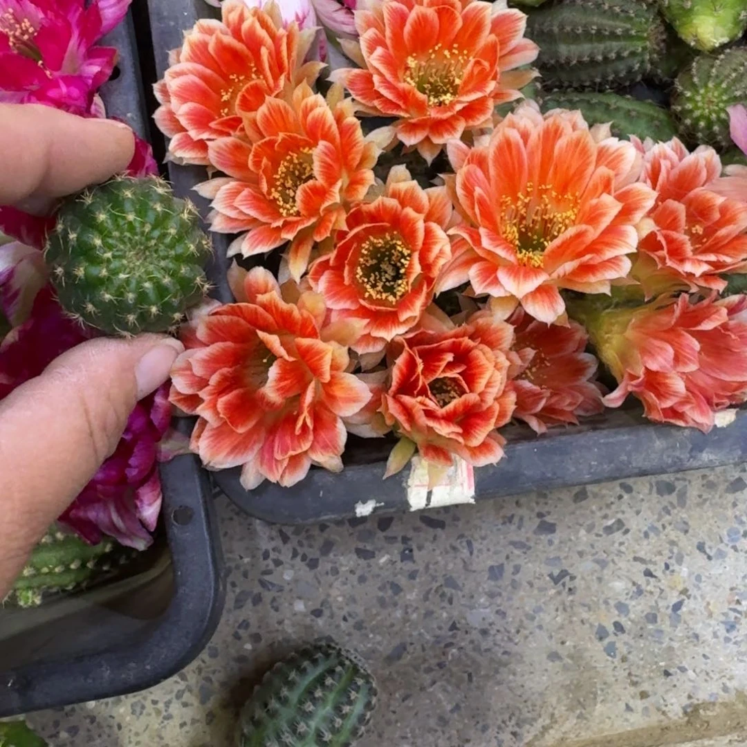 350丽花貂蝉歪无根侧牙3公分左右，20包邮