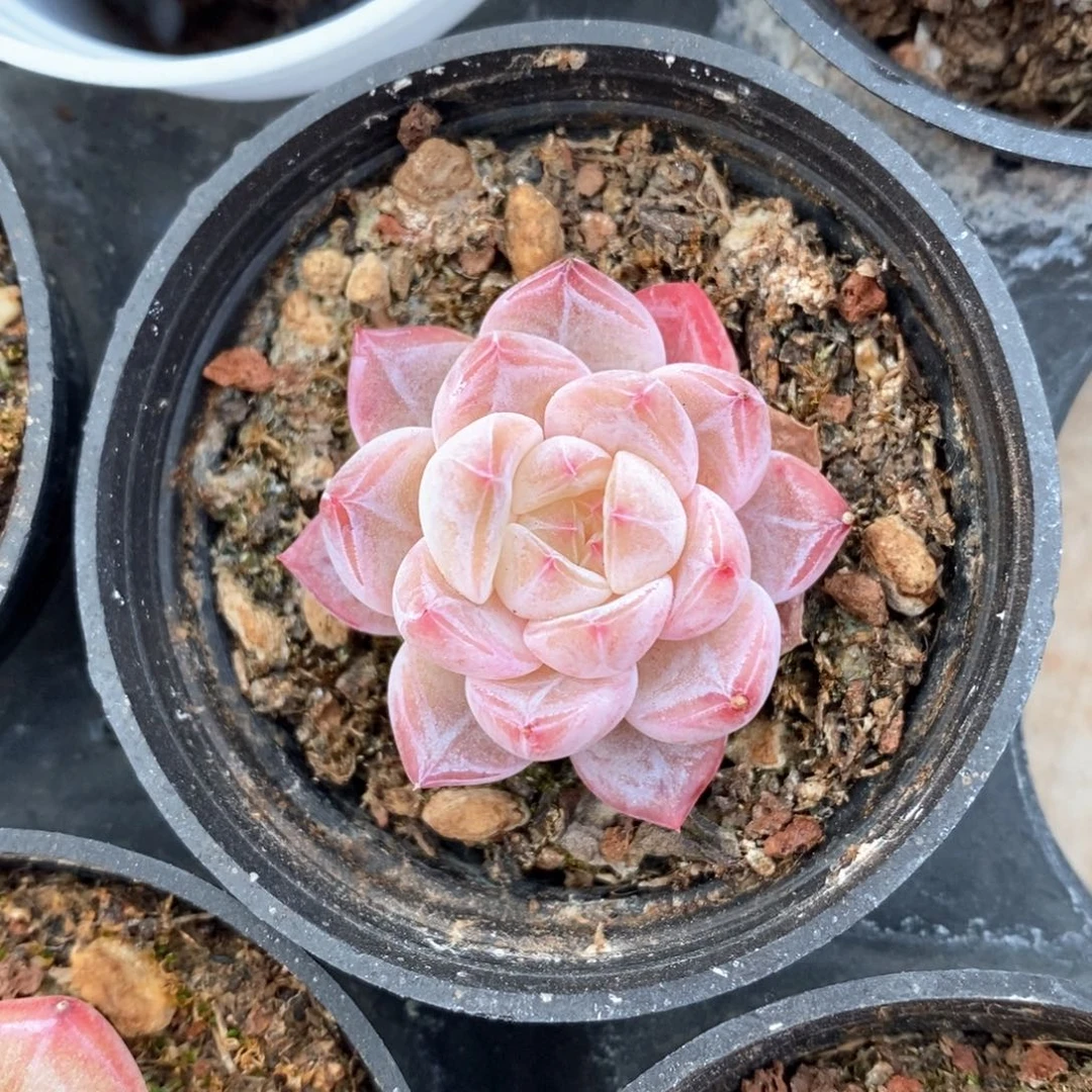 精品多肉一物一抵不包整200