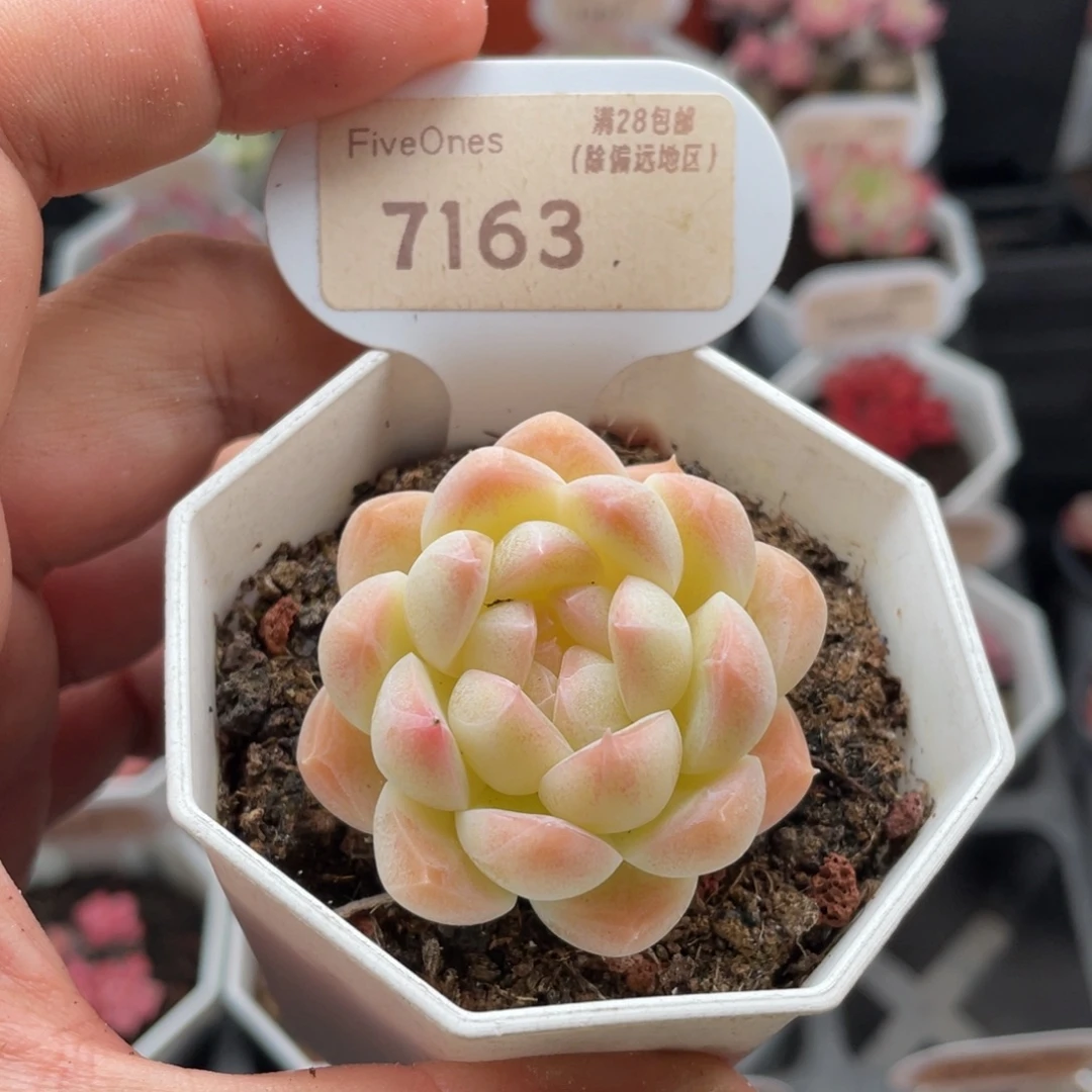 白桃汽水7163-4.5厘米