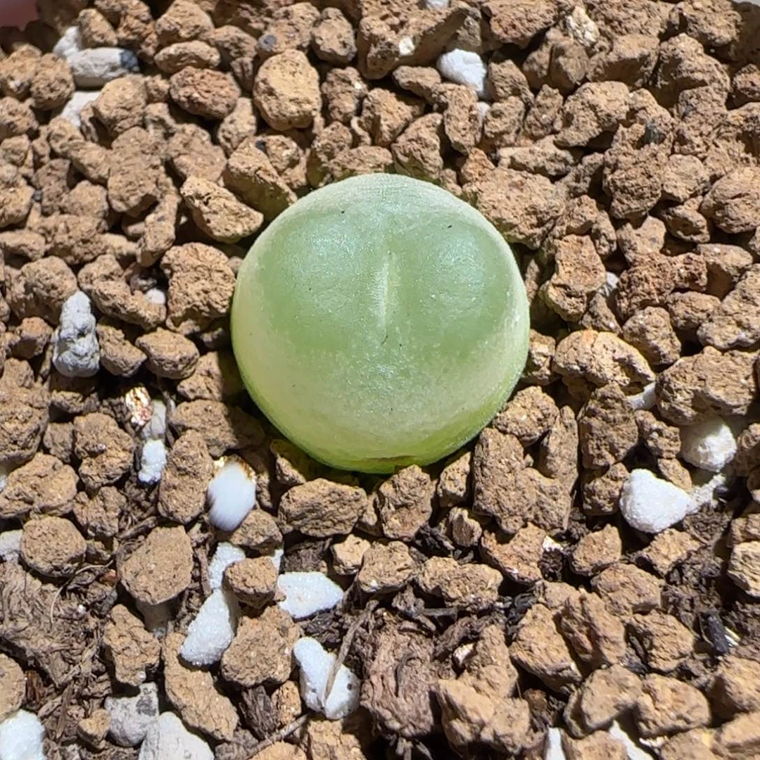 肉锥多肉植物组合-sh1200拉登1281