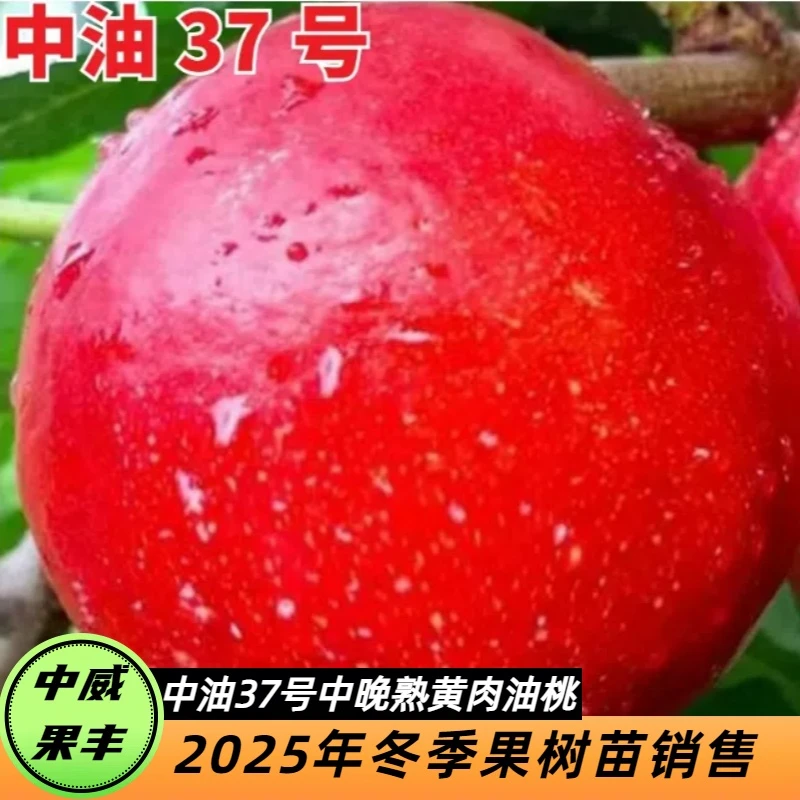 中油37号中晚熟黄肉油桃 7月中下旬成熟 口感脆甜自花授粉