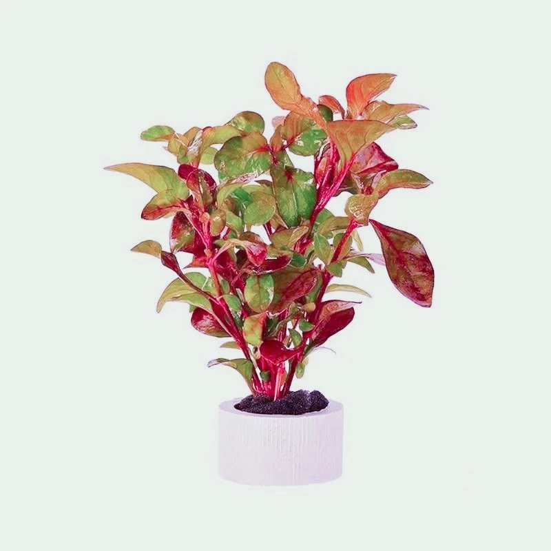 【买一送一】红波净化水质水活体水草植物懒人真草造景装饰鱼缸增氧