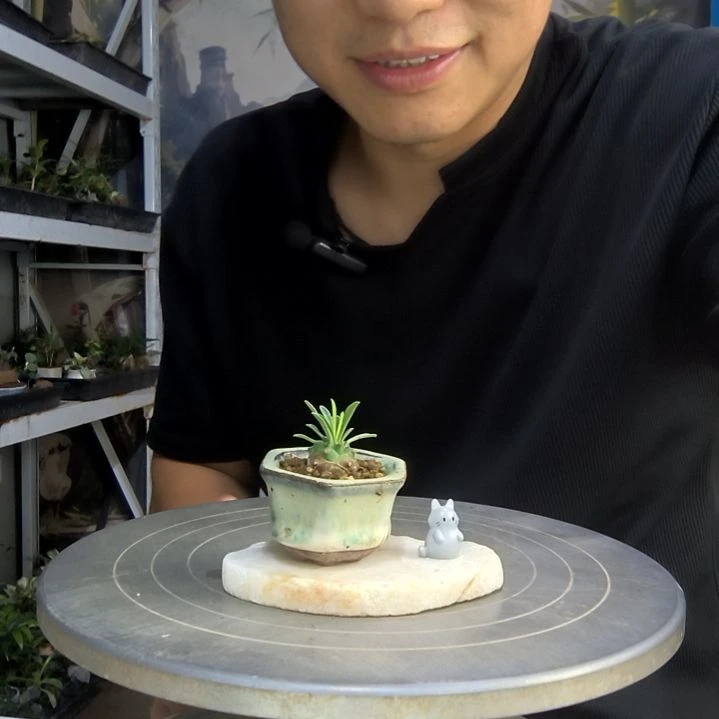 九*妈中青园艺一物一拍154