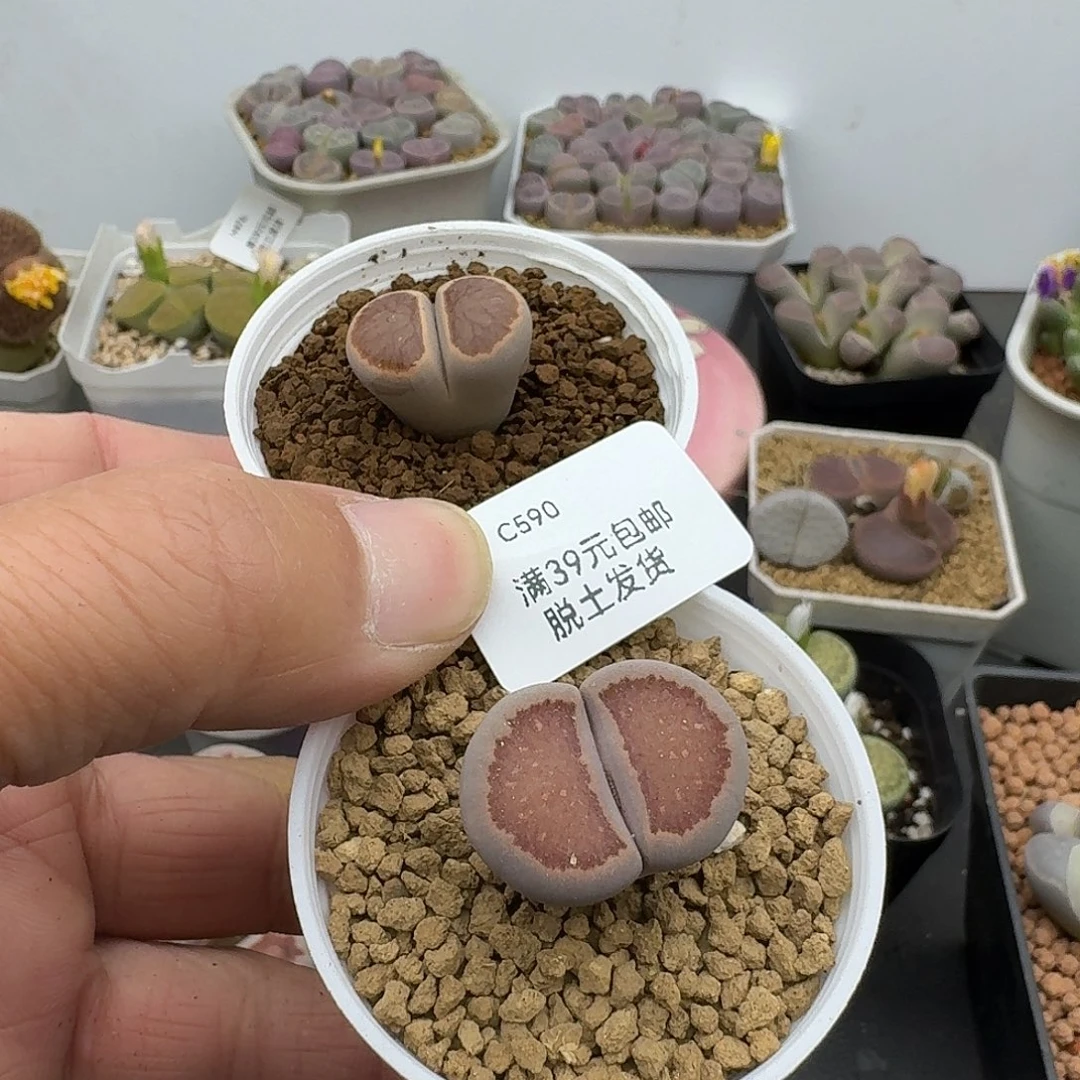 590多肉哈哈哈哈哈哈