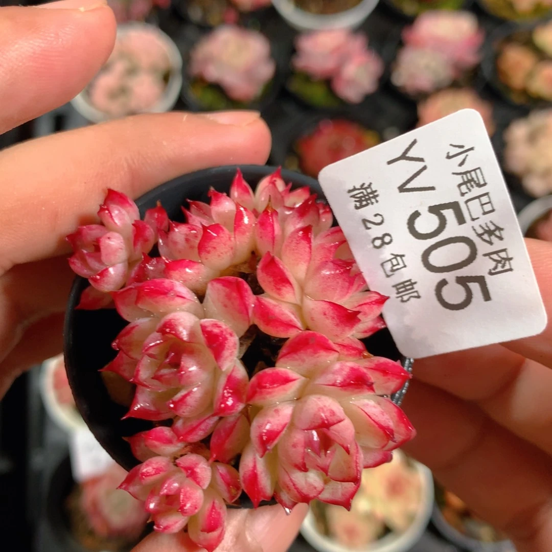 5CM拇指盆精控多肉YV505