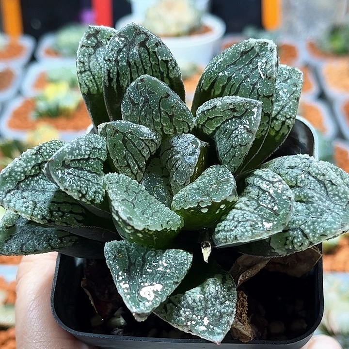 十二卷多肉魔多寿