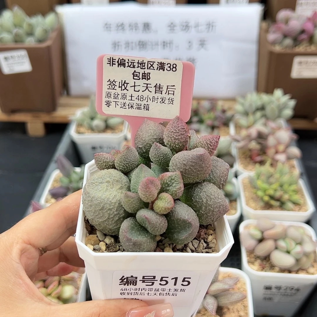 515水蜜桃多肉植物