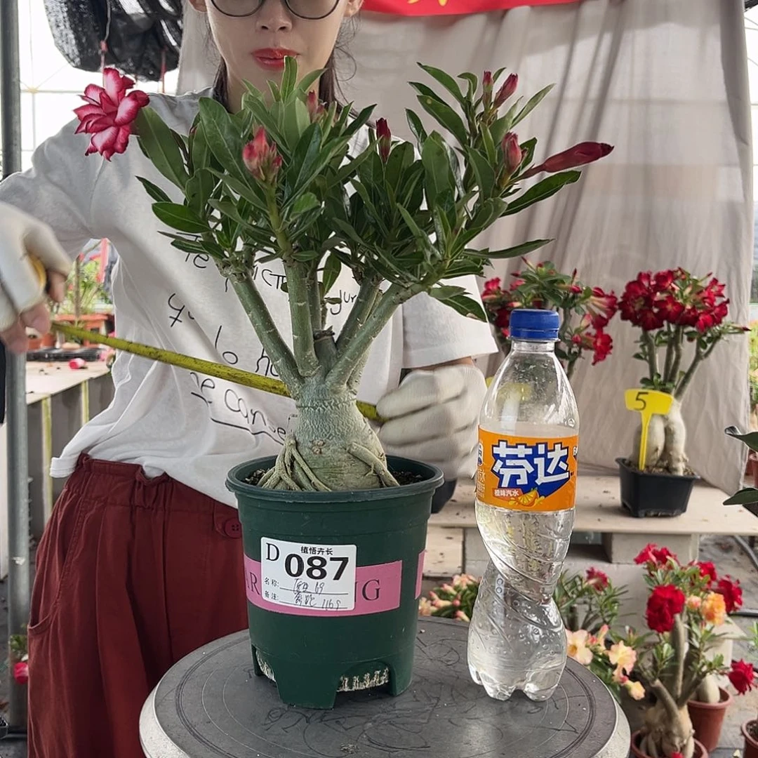 087原生重瓣原盆土发