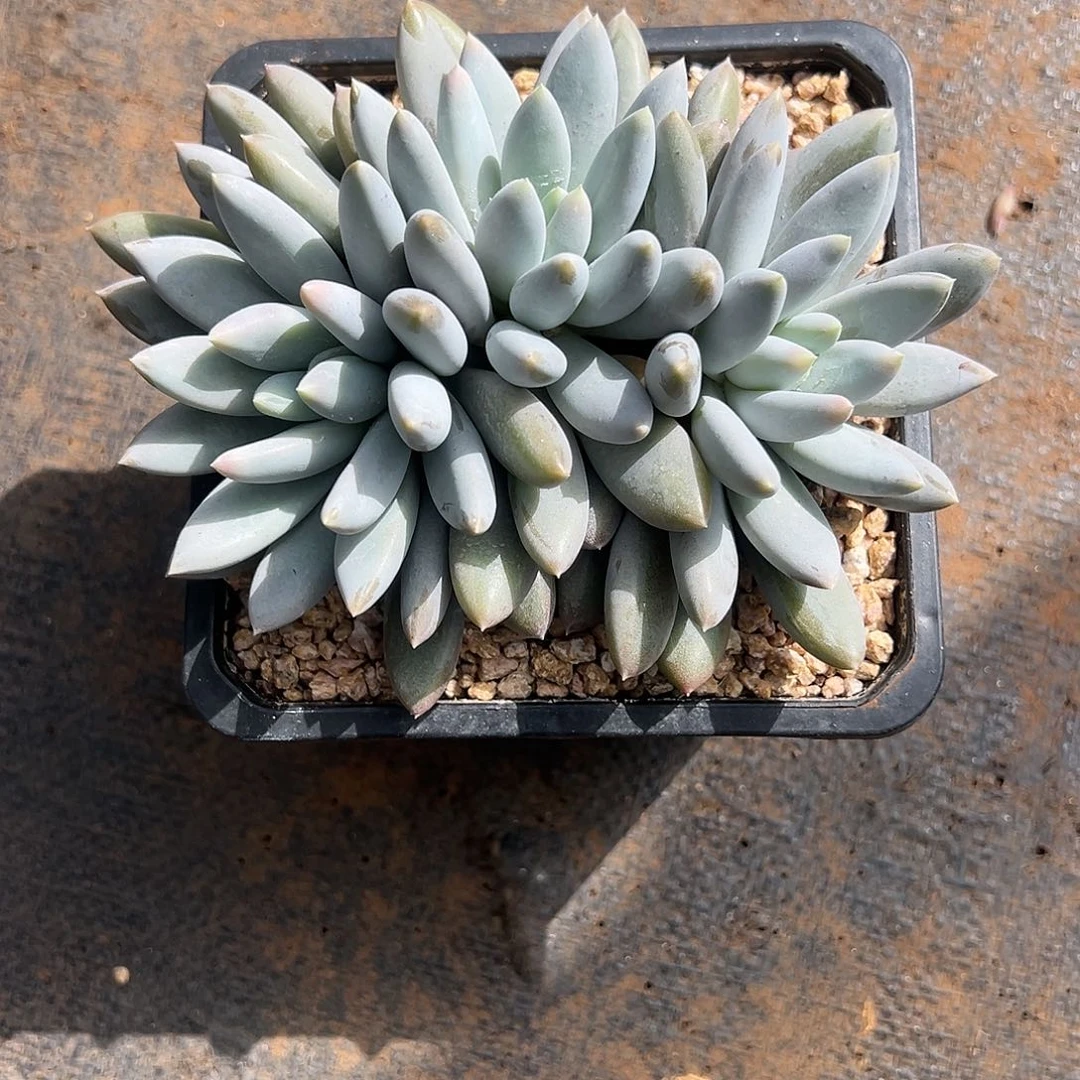 【闪购商品】哥特萝莉