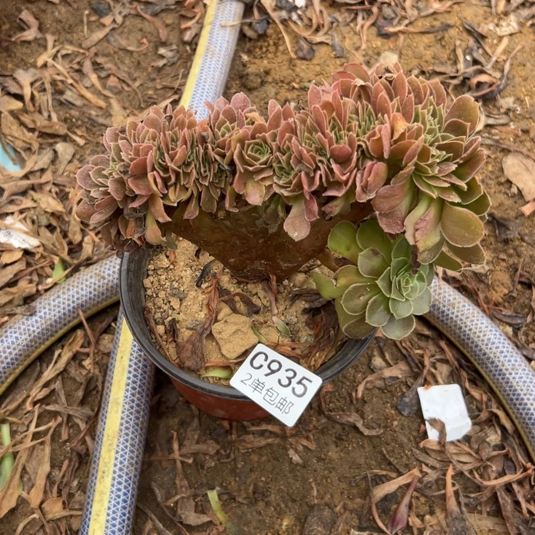 935多肉  荷兰玫瑰缀不包断头