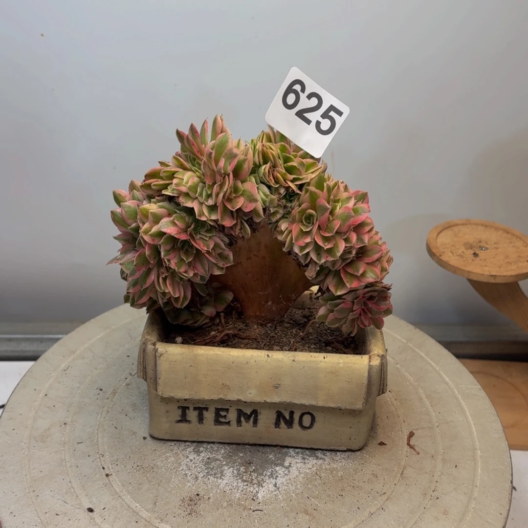 多肉植物万白缀625