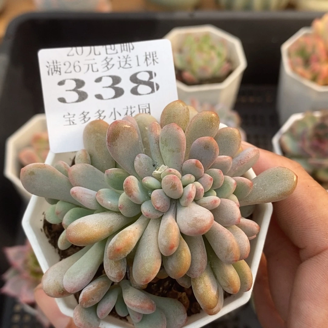 粉兔缀化叶片微瑕疵一物一拍满20包邮满26送一颗多肉