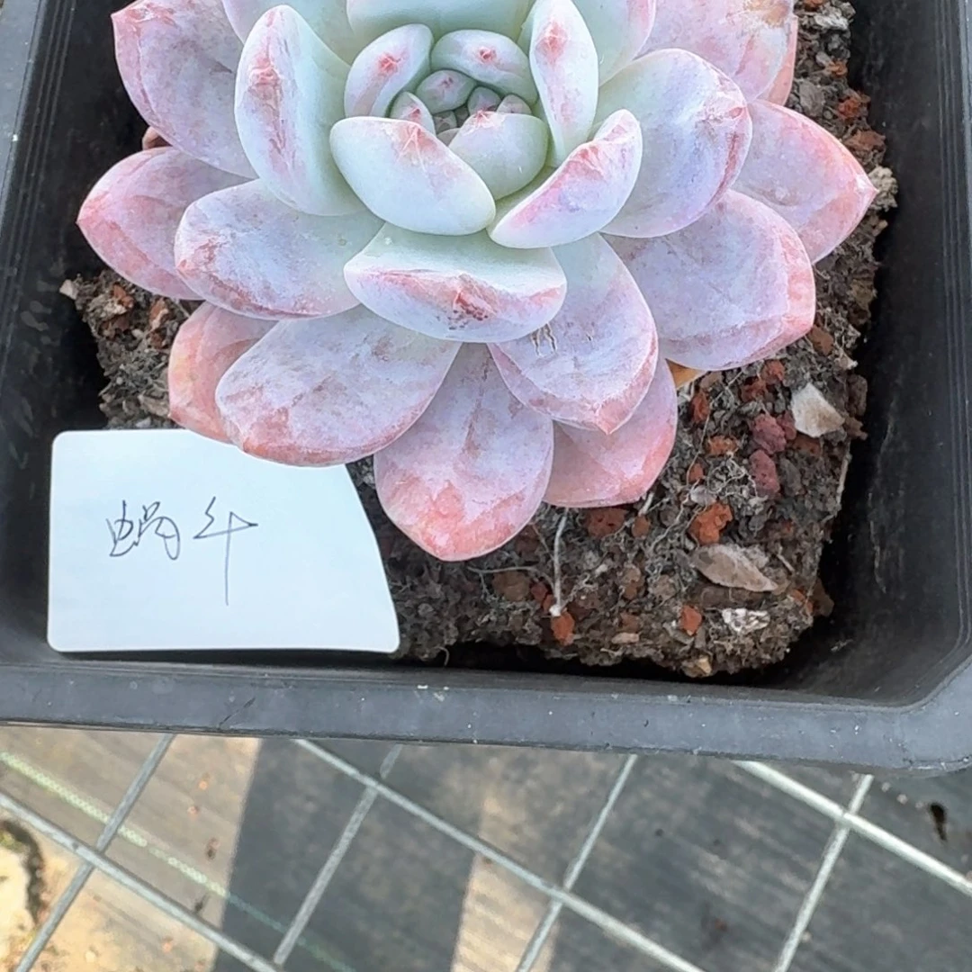 蜗***步脱土发货多肉哈哈哈