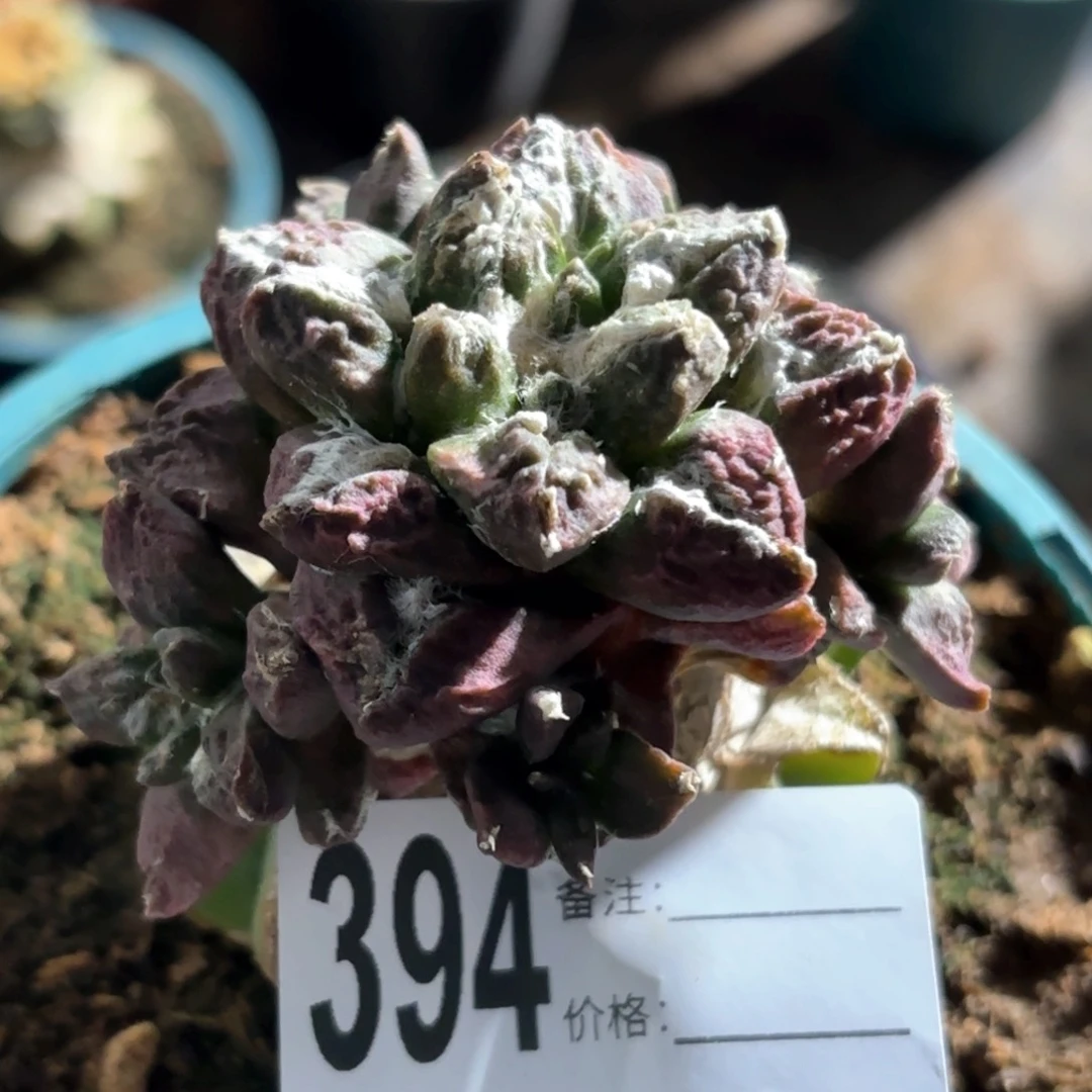 龟甲牡丹群仙人球394