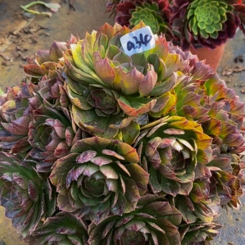 万拉丝多肉植物一物一拍34不包断多肉