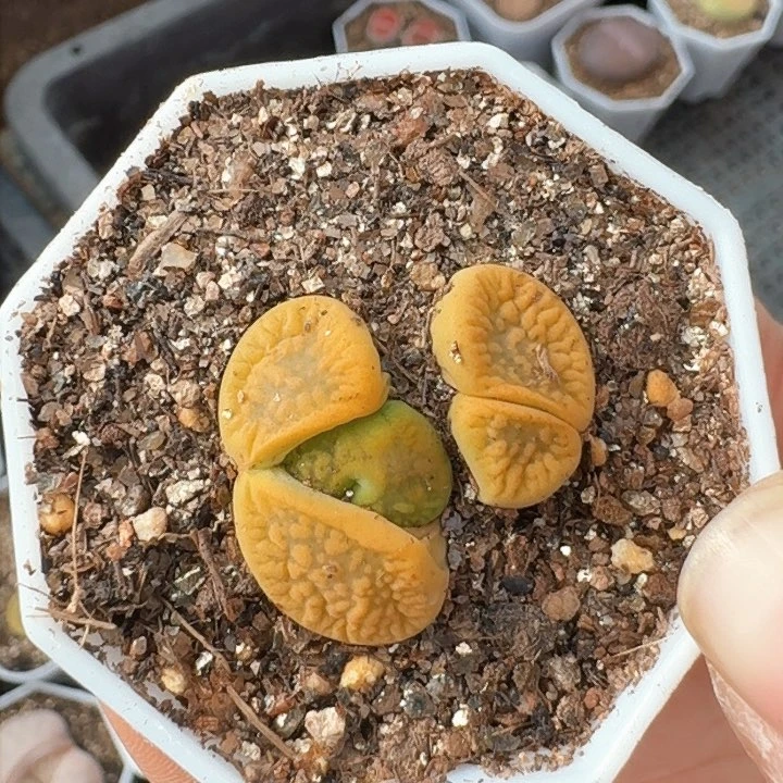 生石花1111。   16