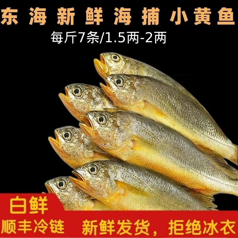 《东海码头》东海新鲜海捕小黄鱼3斤 顺丰快递新鲜   规格1斤7条