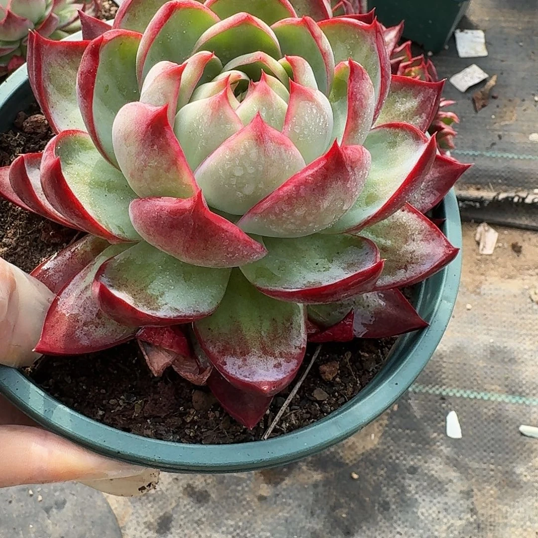 惊鸿仙子量拍勾子 12 公分左右