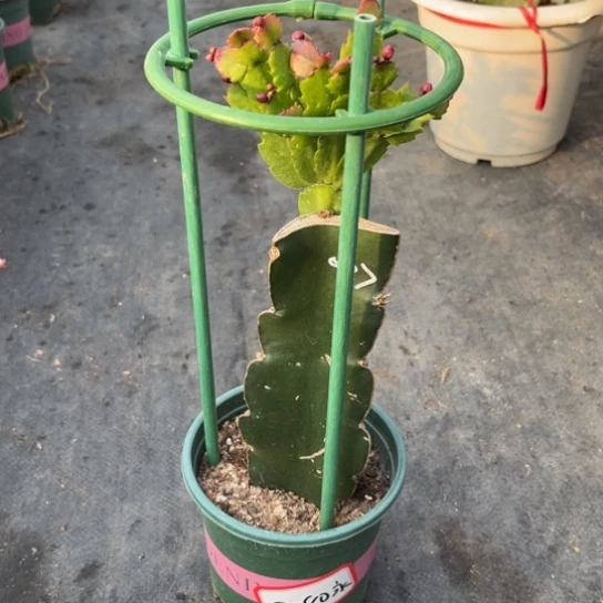 037蟹爪兰尾号8080