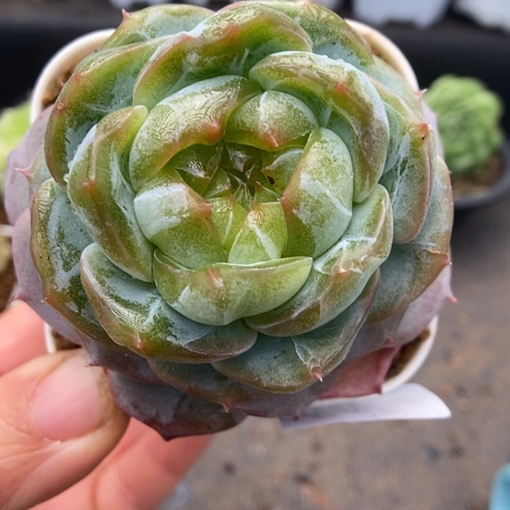 一物一拍一物一拍1118-442