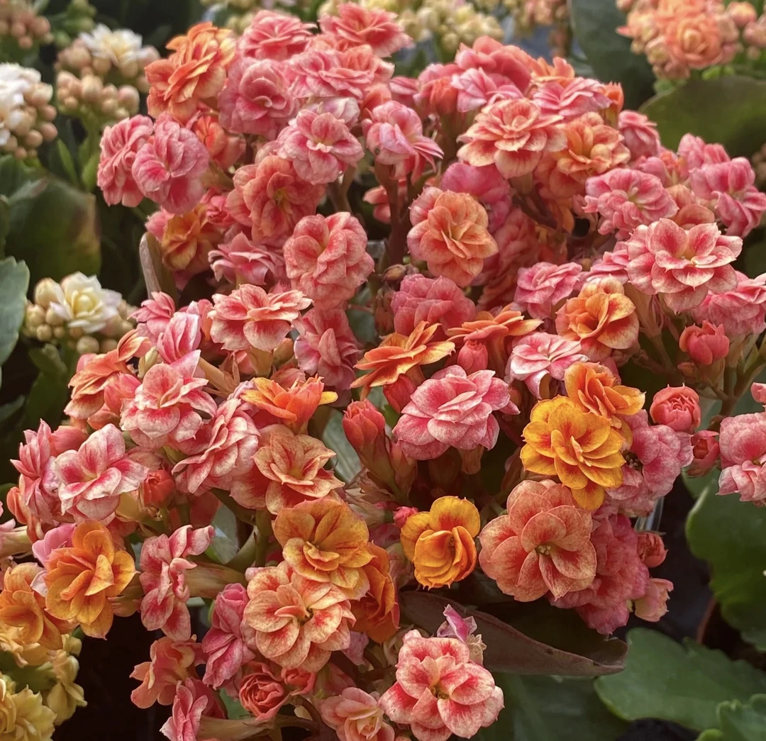 【莹光棒】110盆多色长寿花