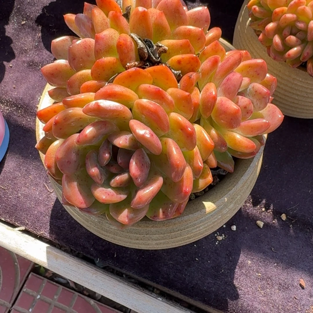 8年左右老橙子，4头