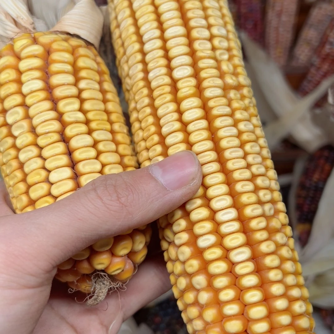 最***生文玩玉米毛料精品