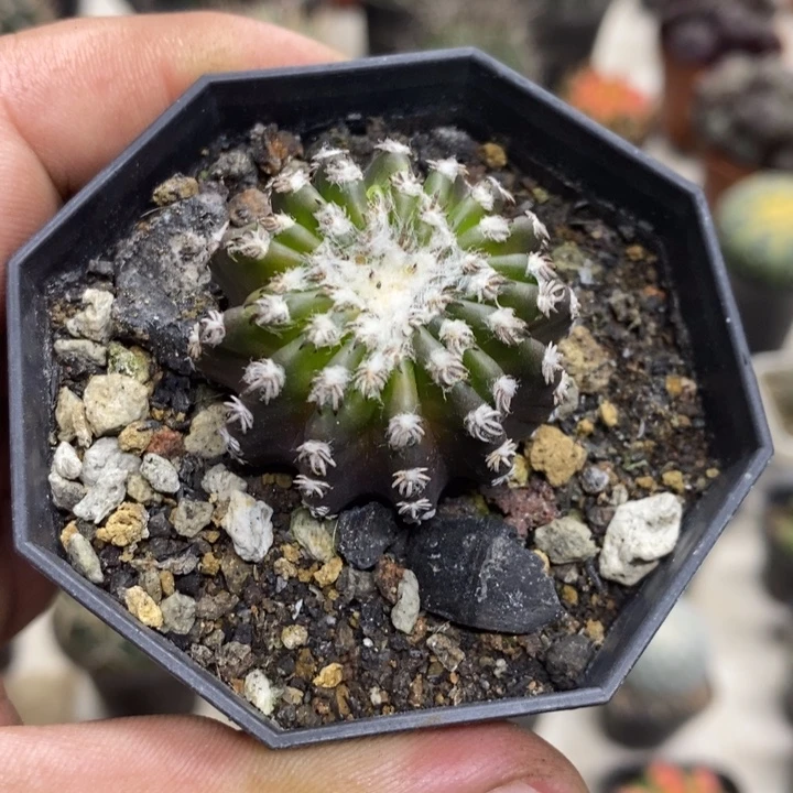 实生奇特球特价福利2