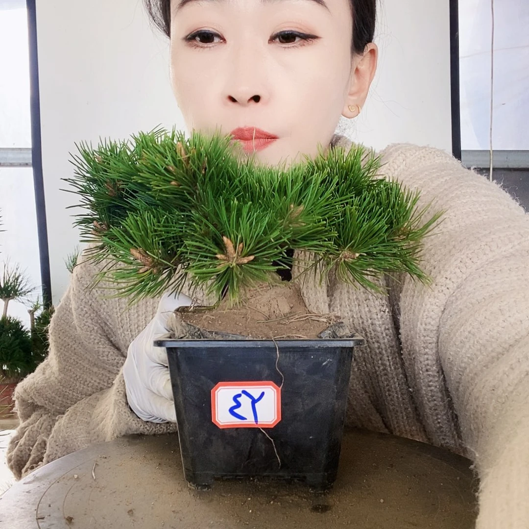无花朵植物形态多年生草本