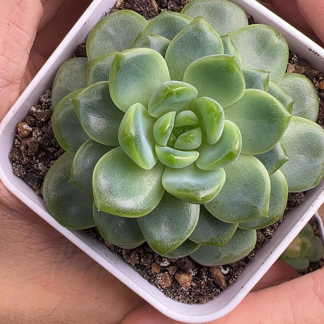 珍妮 7厘米盆。
