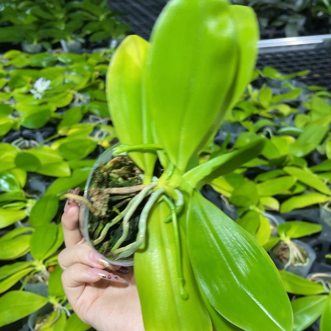 慢***阴无花朵蝴蝶兰原生