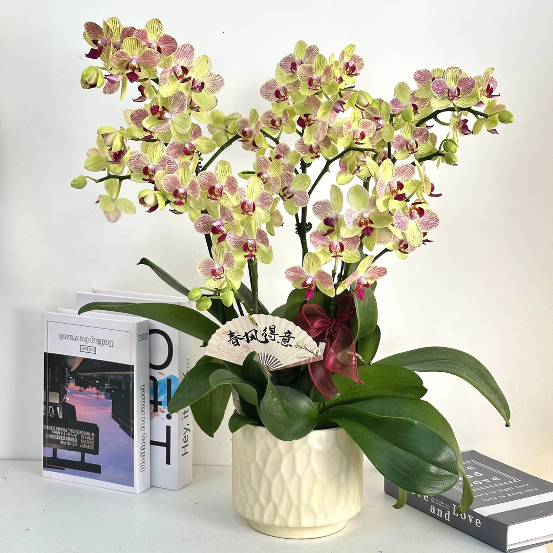 【三色鸟】蝴蝶兰鲜花精致组盆 开花株 室内绿植 养兰基地直发