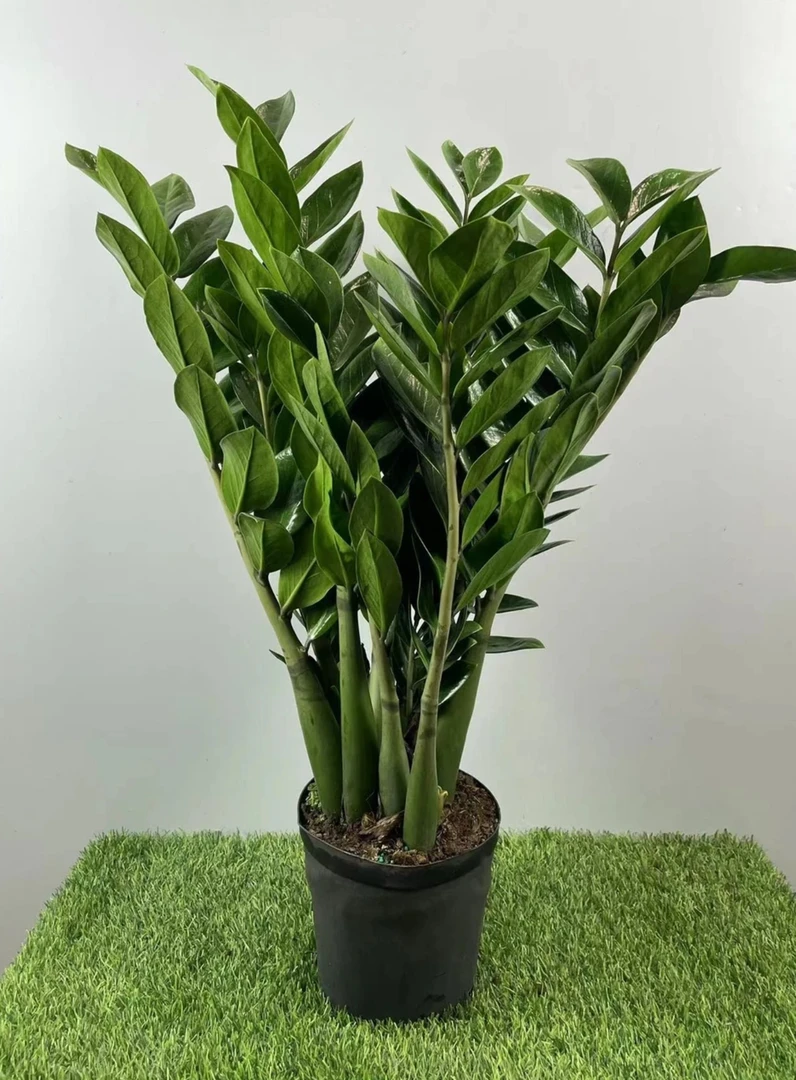 爆款精品金钱树70-80cm绿植盆栽好养乔迁开业送礼四季常青