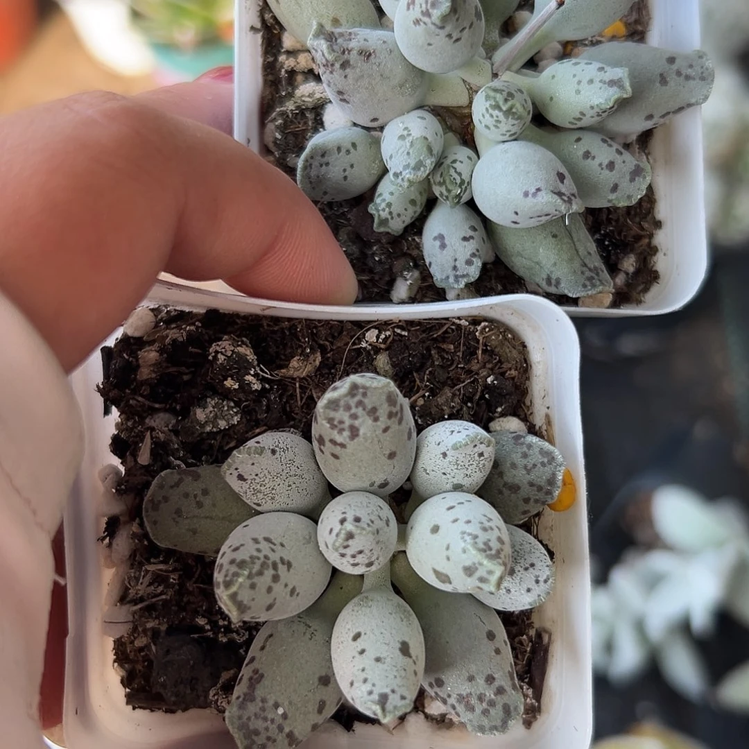 多肉植物多肉植物